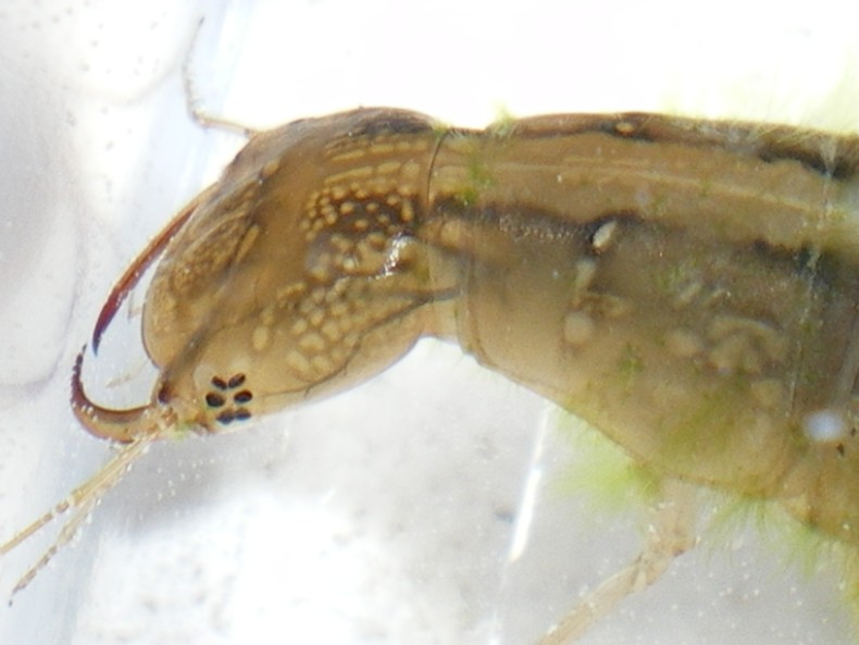 Larva di Dytiscidae da vicino